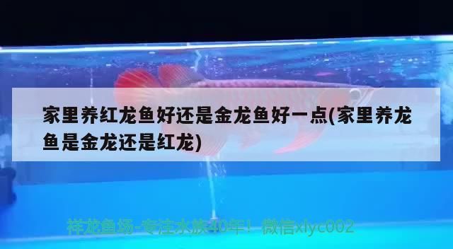 家里養紅龍魚好還是金龍魚好一點(家里養龍魚是金龍還是紅龍)