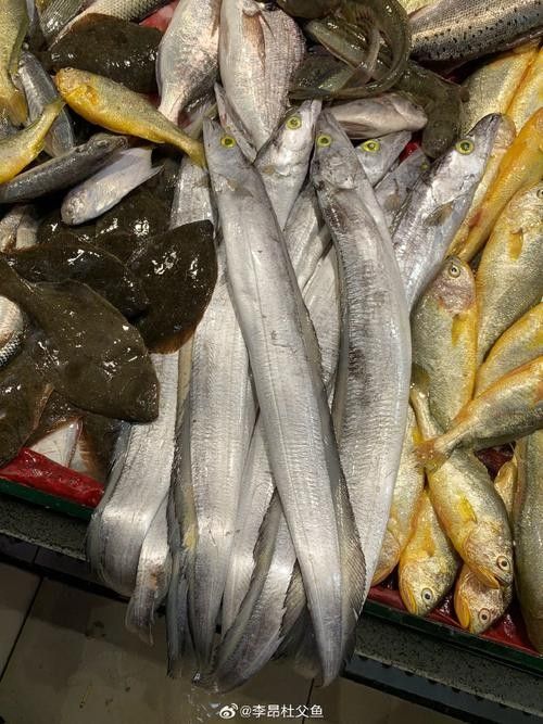 高鰭龍魚的圖片有嗎（高鰭龍魚的圖片） 高鰭龍魚的圖片有嗎（高鰭龍魚的圖片） 龍魚百科 第17張