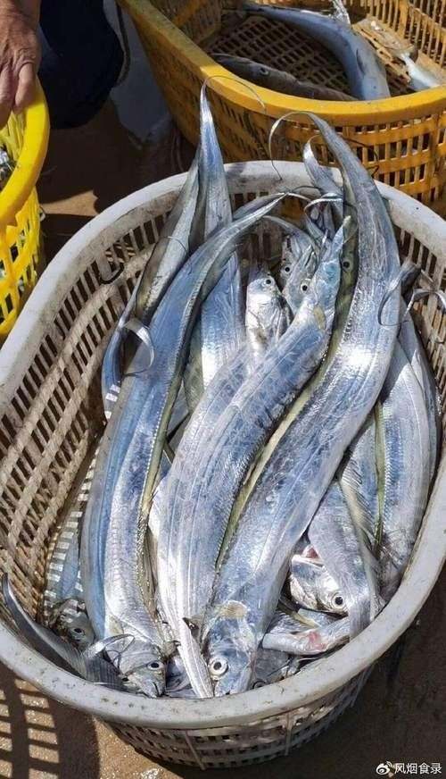 高鰭龍魚的圖片有嗎（高鰭龍魚的圖片） 高鰭龍魚的圖片有嗎（高鰭龍魚的圖片） 龍魚百科 第20張