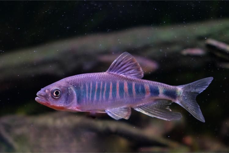 高鰭龍魚的圖片有嗎（高鰭龍魚的圖片） 高鰭龍魚的圖片有嗎（高鰭龍魚的圖片） 龍魚百科 第25張