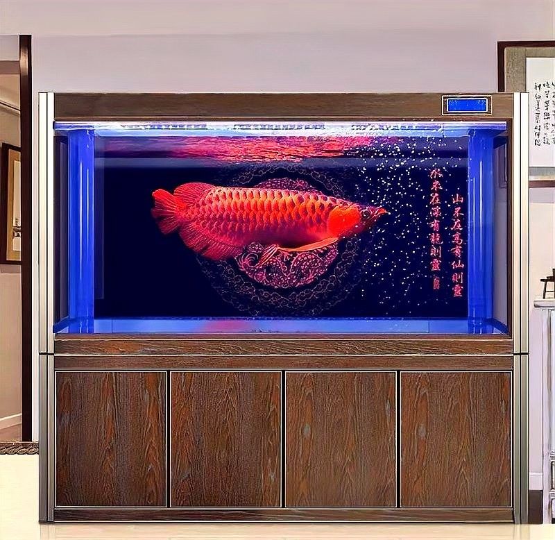 黑帶龍魚繁殖方法 黑帶龍魚繁殖方法 龍魚百科 第7張