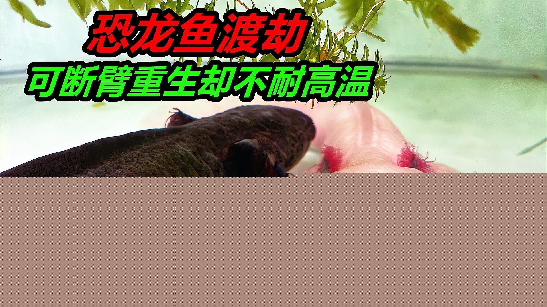 六角龍魚可以承受多大的水溫波動（六角恐龍魚怎么養(yǎng)最全養(yǎng)殖方法六角恐龍魚怎么養(yǎng)） 六角龍魚可以承受多大的水溫波動（六角恐龍魚怎么養(yǎng)最全養(yǎng)殖方法六角恐龍魚怎么養(yǎng)） 龍魚百科 第1張