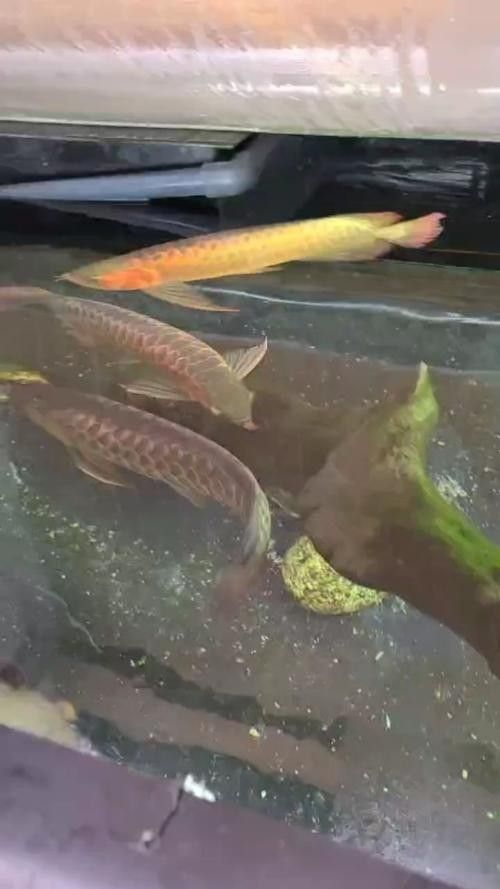 上甘嶺哪個水族館龍魚好？祥龍魚場龍魚（上甘嶺地區有哪些知名的龍魚養殖機構？）