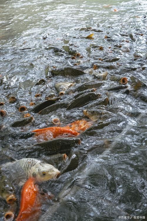 上甘嶺哪個水族館龍魚好？祥龍魚場龍魚（上甘嶺地區有哪些知名的龍魚養殖機構？）