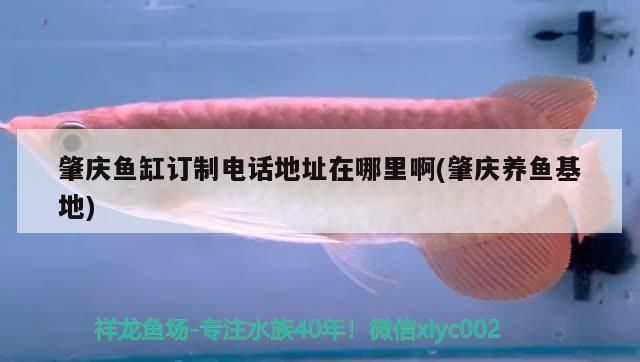 肇慶魚缸批發市場：肇慶魚缸批發廠家