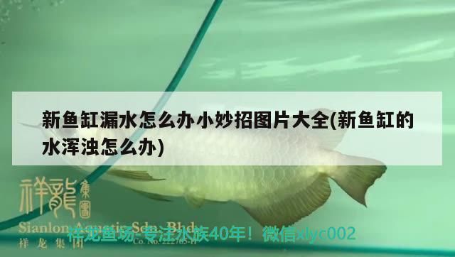 新魚缸漏水怎么辦小妙招圖片大全(新魚缸的水渾濁怎么辦)