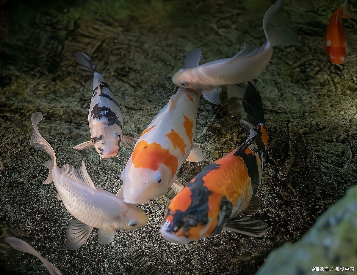 金龍魚翻肚后如何急救？（金龍魚“翻肚”后怎么辦？）