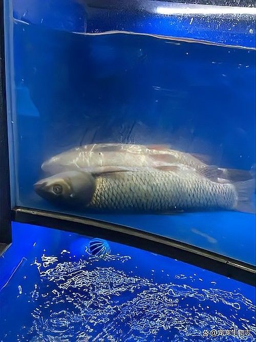 金龍魚翻肚后如何急救？（金龍魚“翻肚”后怎么辦？）