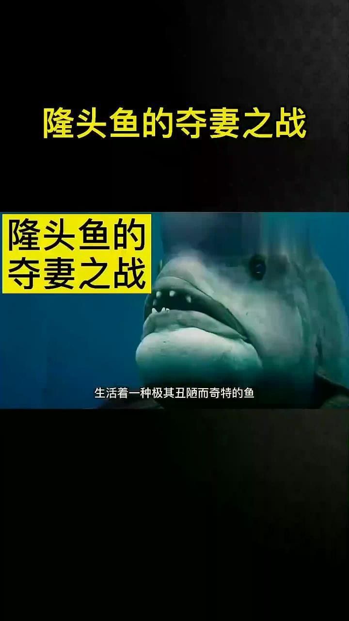 紅鸚鵡龍隆頭魚（紅鸚鵡龍隆頭魚的基本介紹）