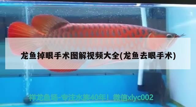 龍魚掉眼手術圖解視頻大全(龍魚去眼手術) 龍魚掉眼手術圖解視頻大全(龍魚去眼手術) 觀賞魚百科