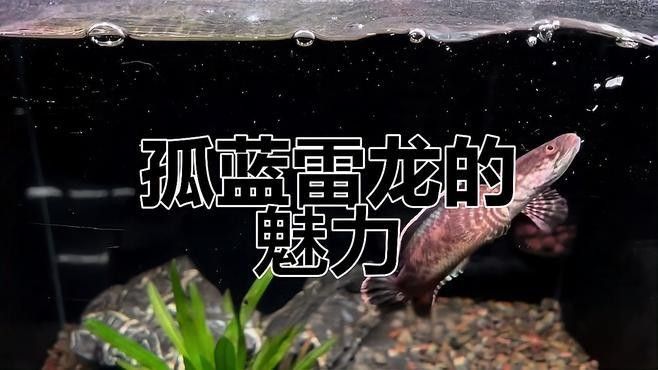 如何鑒別枯藍雷龍魚的真偽？（枯藍雷龍魚的真偽需要從多個方面進行觀察和分析和分析）
