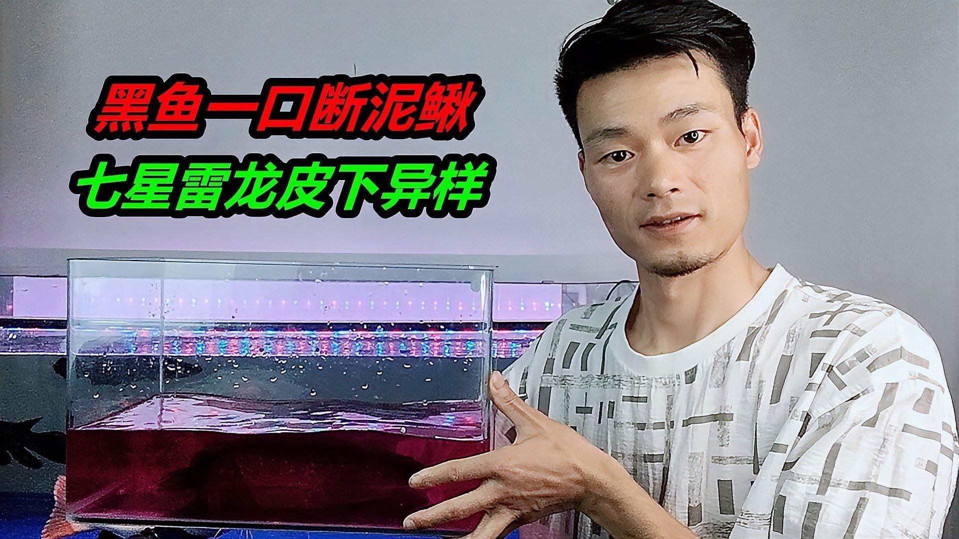 如何預防雷龍魚趴缸？（南極漫步的鯨雷龍魚趴缸怎么避免趴缸五種方法幫你搞定） 如何預防雷龍魚趴缸？（南極漫步的鯨雷龍魚趴缸怎么避免趴缸五種方法幫你搞定） 龍魚百科 第3張