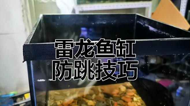 如何預防雷龍魚跳缸？（如何預防雷龍魚跳缸）