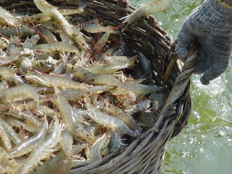 龍魚飼料配方中蝦肉的比例是多少（蝦肉在龍魚飼料中的主要作用是什么？）