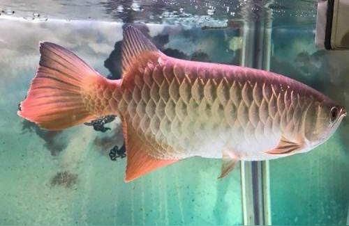 祥龍龍魚魚糧(龍魚趴在缸底不動是不是要死了)（龍魚趴在缸底不動怎么辦） 祥龍龍魚魚糧(龍魚趴在缸底不動是不是要死了)（龍魚趴在缸底不動怎么辦） 觀賞魚百科