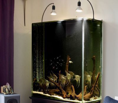 呼倫貝爾魚缸批發市場：呼倫貝爾水族批發市場 呼倫貝爾魚缸批發市場：呼倫貝爾水族批發市場 觀賞魚百科 第4張