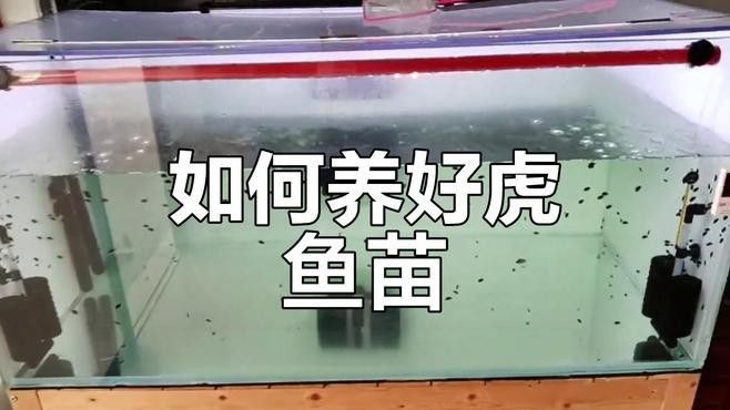 印尼虎魚苗好養嗎（印尼虎魚苗的養護方法是什么，印尼虎魚苗的養護難度）