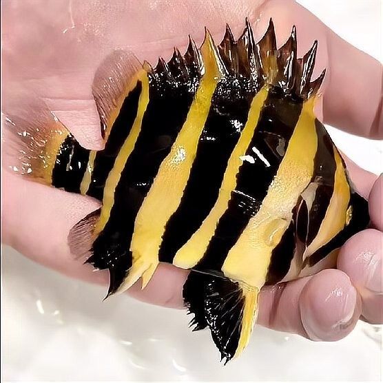 印尼虎魚苗好養嗎（印尼虎魚苗的養護方法是什么，印尼虎魚苗的養護難度）