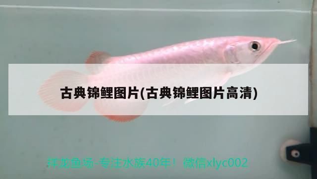 古典錦鯉圖片(古典錦鯉圖片高清)（古典錦鯉圖片（松葉黃金錦鯉圖片（圓明園錦鯉圖片之筆））