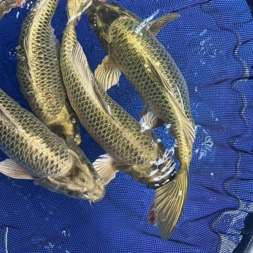 觀賞魚青龍圖片（同城薯-生活指南）