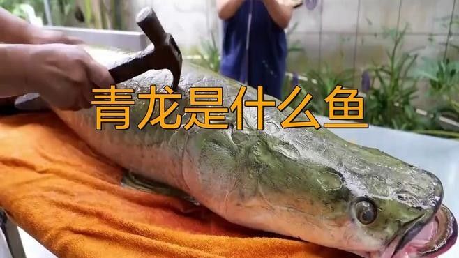 觀賞魚青龍圖片（同城薯-生活指南）