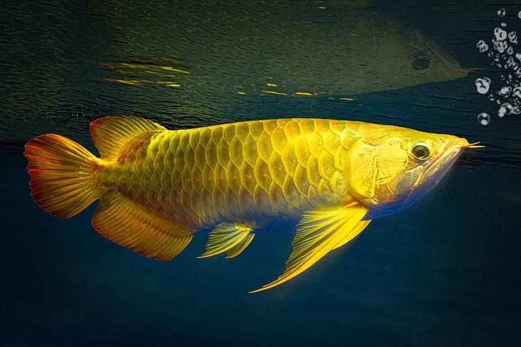 金龍魚換黑背景后多久適應（金龍魚換黑背景后的適應時間）