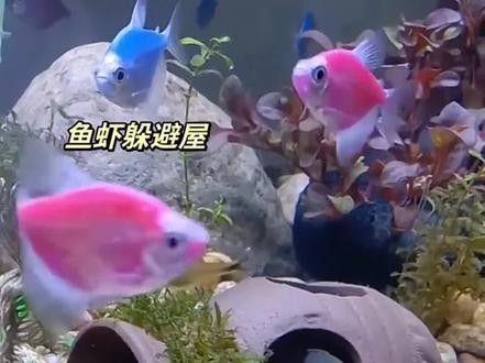 龍魚腸胃病怎么處理（處理龍魚腸胃病需要采取綜合措施，以下是一些建議） 龍魚腸胃病怎么處理（處理龍魚腸胃病需要采取綜合措施，以下是一些建議） 觀賞魚百科 第7張