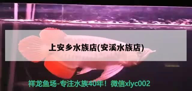 觀賞魚 上安鄉水族店(安溪水族店)(威海安鄉水族市場) 觀賞魚百科 上安鄉水族店(安溪水族店)(威海安鄉水族市場) 上安鄉水族店(安溪水族店)(威海安鄉水族市場) 觀賞魚百科