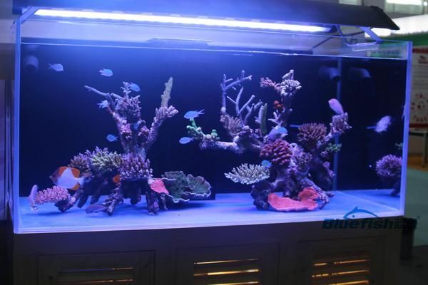 在家制作魚缸(自己動手制作魚缸)（在家制作魚缸大小并設計魚缸圖紙及自己動手制作魚缸） 在家制作魚缸(自己動手制作魚缸)（在家制作魚缸大小并設計魚缸圖紙及自己動手制作魚缸） 觀賞魚百科 第1張