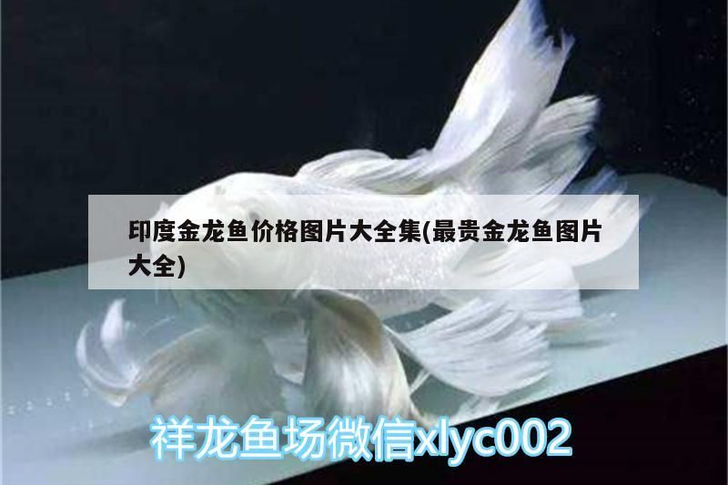 印度金龍魚價格圖片大全集(最貴金龍魚圖片大全)（印度金龍魚價格圖片大全集）
