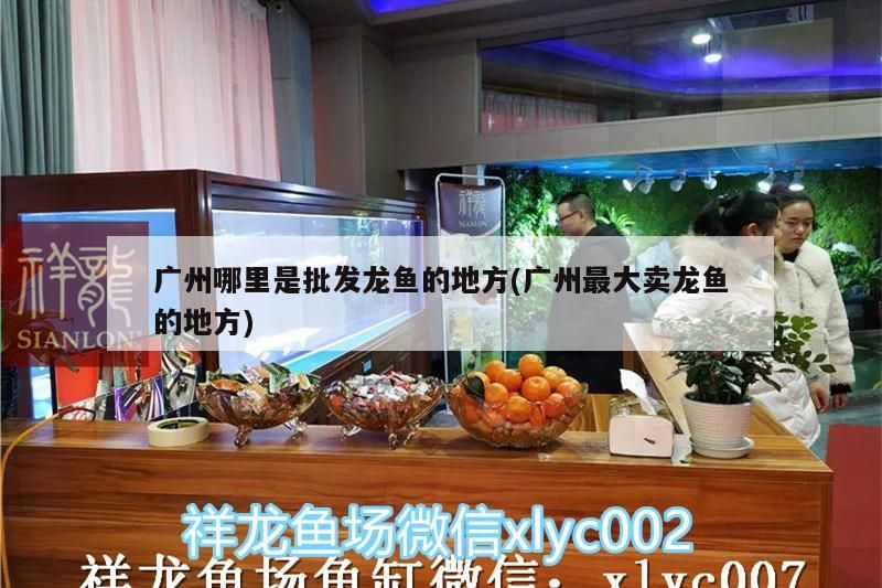 廣州哪里是批發(fā)龍魚的地方(廣州最大賣龍魚的地方)（廣州哪里是批發(fā)龍魚批發(fā)市場、廣州哪里是批發(fā)龍魚的地方）