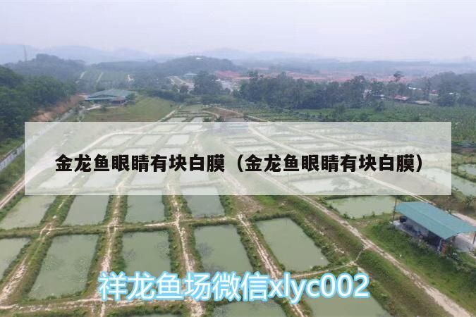 金龍魚眼睛有塊白膜（金龍魚眼睛有塊白膜）（金龍魚眼睛有塊白膜是怎么回事，龍魚眼睛有白膜怎么辦）