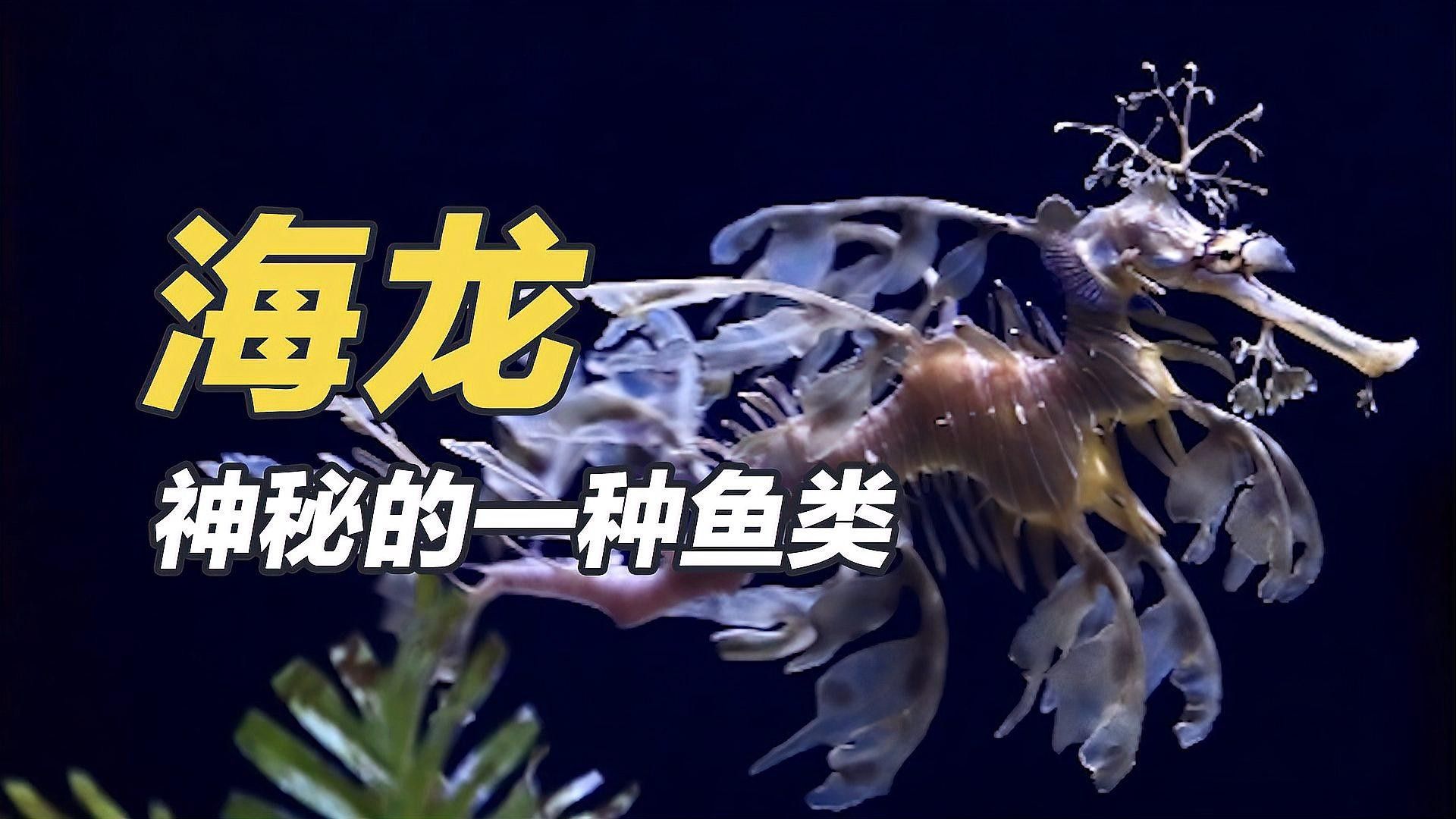 海龍和海馬有哪些副作用（海龍和海馬的副作用） 海龍和海馬有哪些副作用（海龍和海馬的副作用） 龍魚百科 第1張