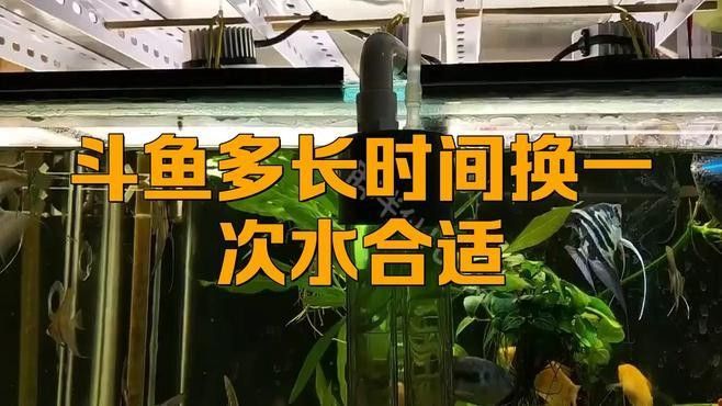 加里曼丹副斗魚如何飼養(yǎng)（加里曼丹副斗魚的養(yǎng)殖方法和注意事項和注意事項）