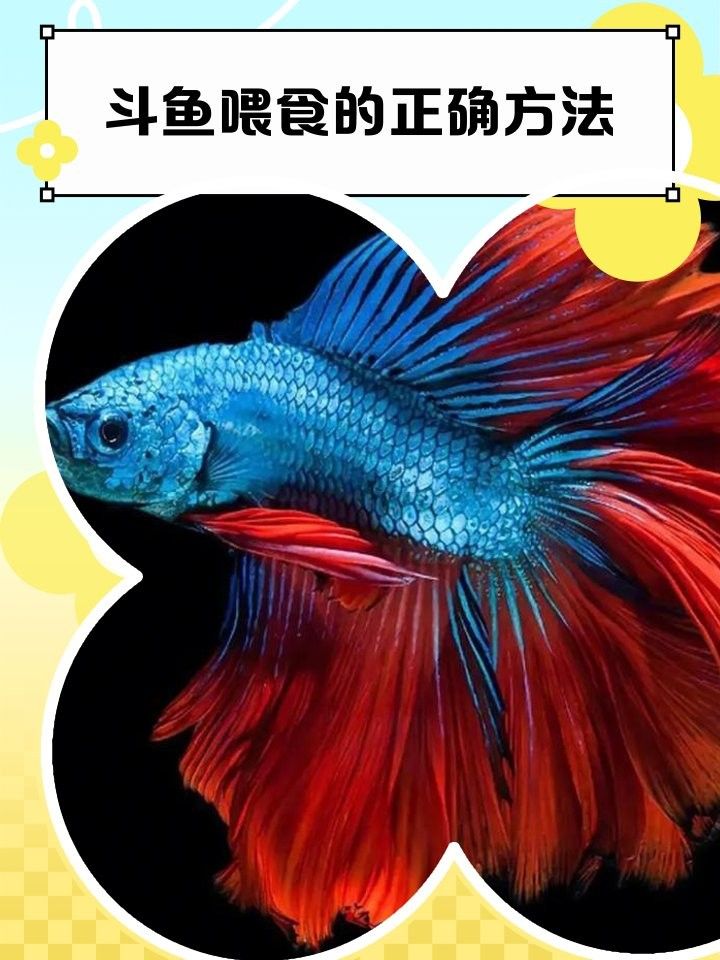 加里曼丹副斗魚如何飼養（加里曼丹副斗魚的養殖方法和注意事項和注意事項）
