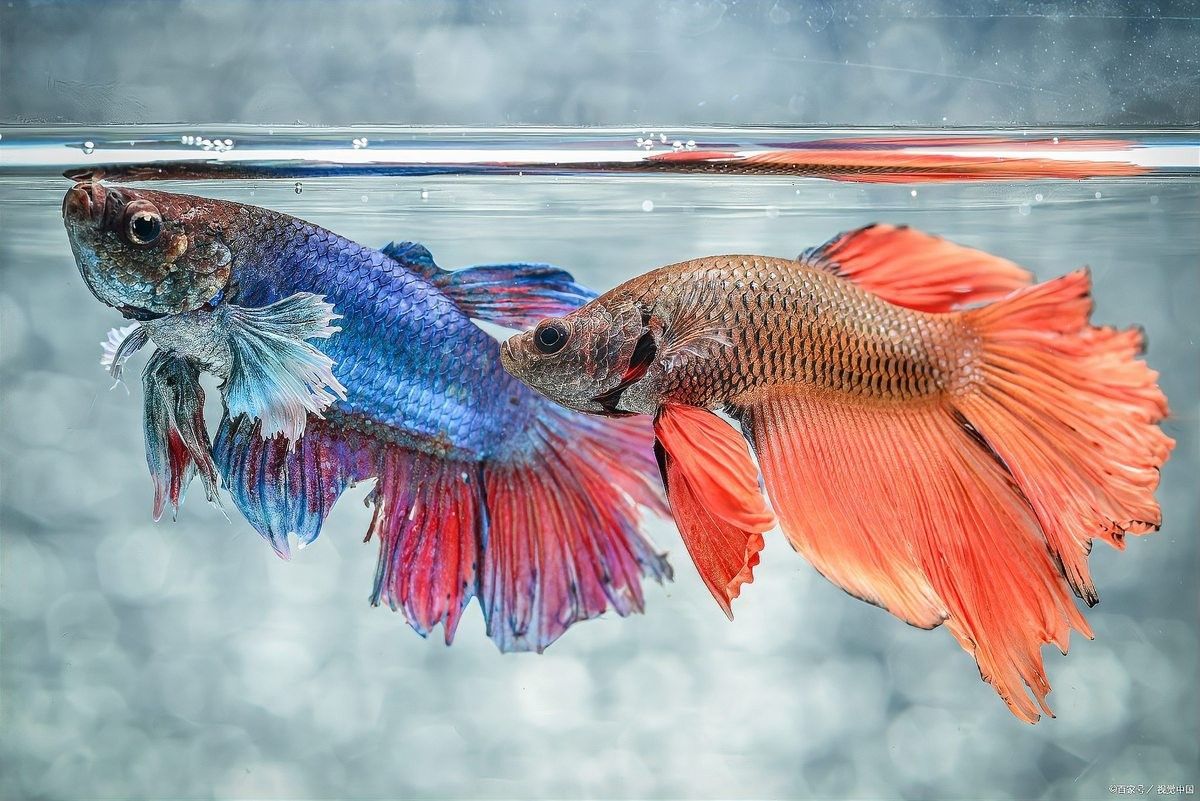 加里曼丹副斗魚如何飼養（加里曼丹副斗魚的養殖方法和注意事項和注意事項）