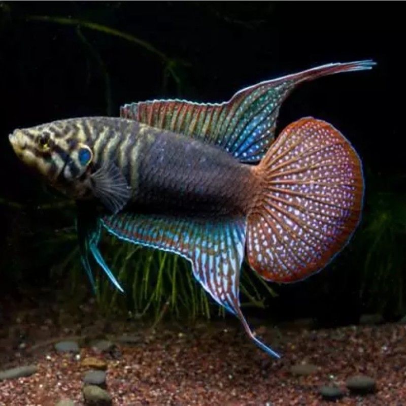 加里曼丹副斗魚如何飼養(yǎng)（加里曼丹副斗魚的養(yǎng)殖方法和注意事項和注意事項）