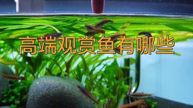 佛山哪個水族館龍魚好？祥龍魚場龍魚