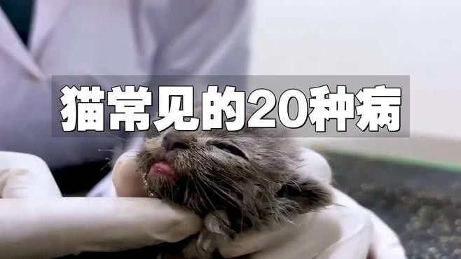 有哪些常見的貓病？（貓咪常見疾病及防治要點）