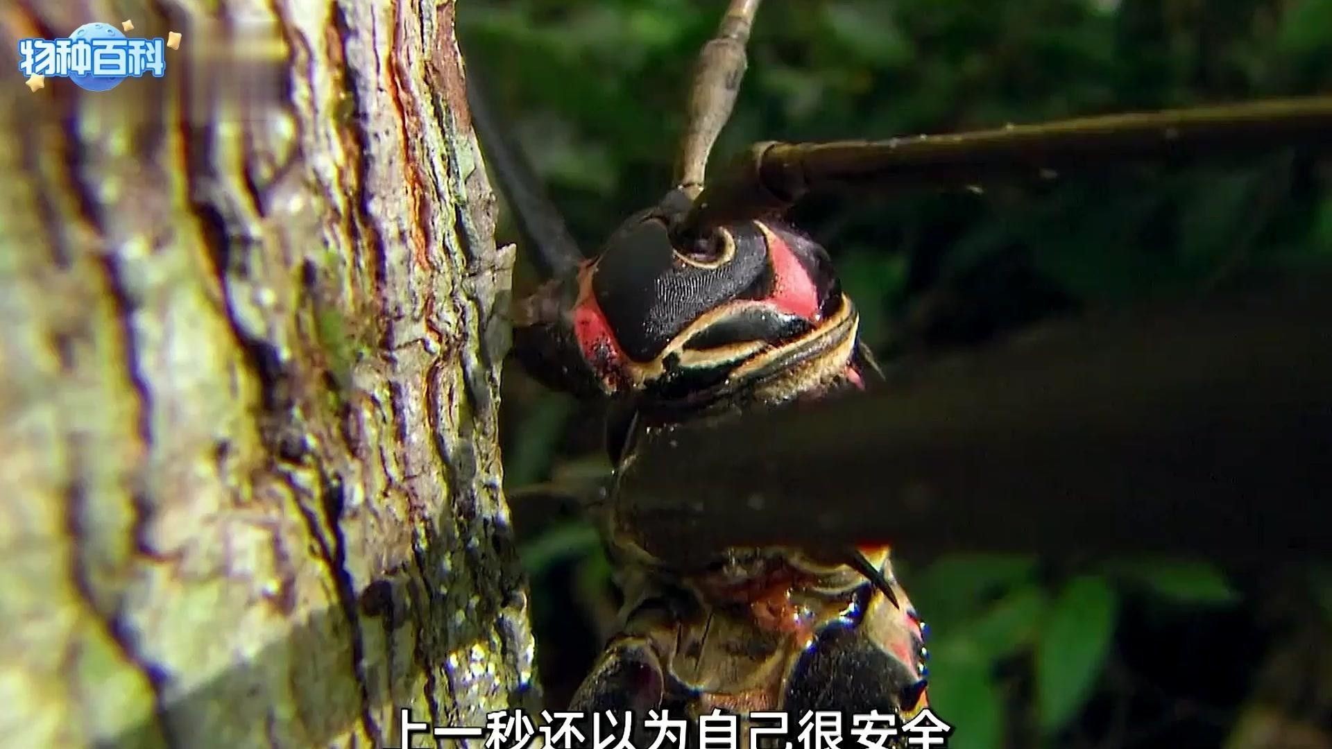 有哪些物種會捕食龍魚？（可能會捕食龍魚的常見魚類及其行為特點，新手常犯的錯誤） 有哪些物種會捕食龍魚？（可能會捕食龍魚的常見魚類及其行為特點，新手常犯的錯誤） 龍魚百科 第2張