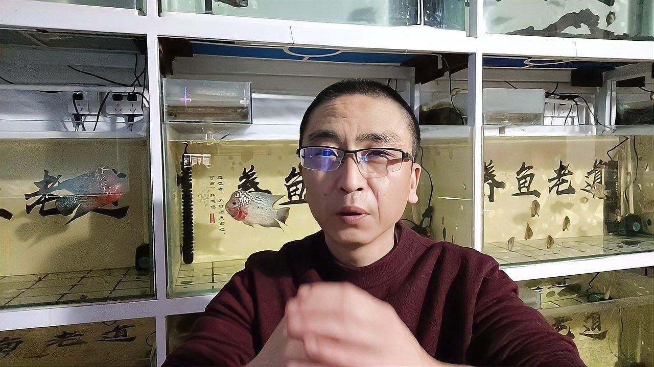 雷龍魚和斑馬狗頭哪個(gè)更適合新手？（新手養(yǎng)魚必知注意事項(xiàng)雷龍魚好養(yǎng)嗎經(jīng)驗(yàn)分享一下）