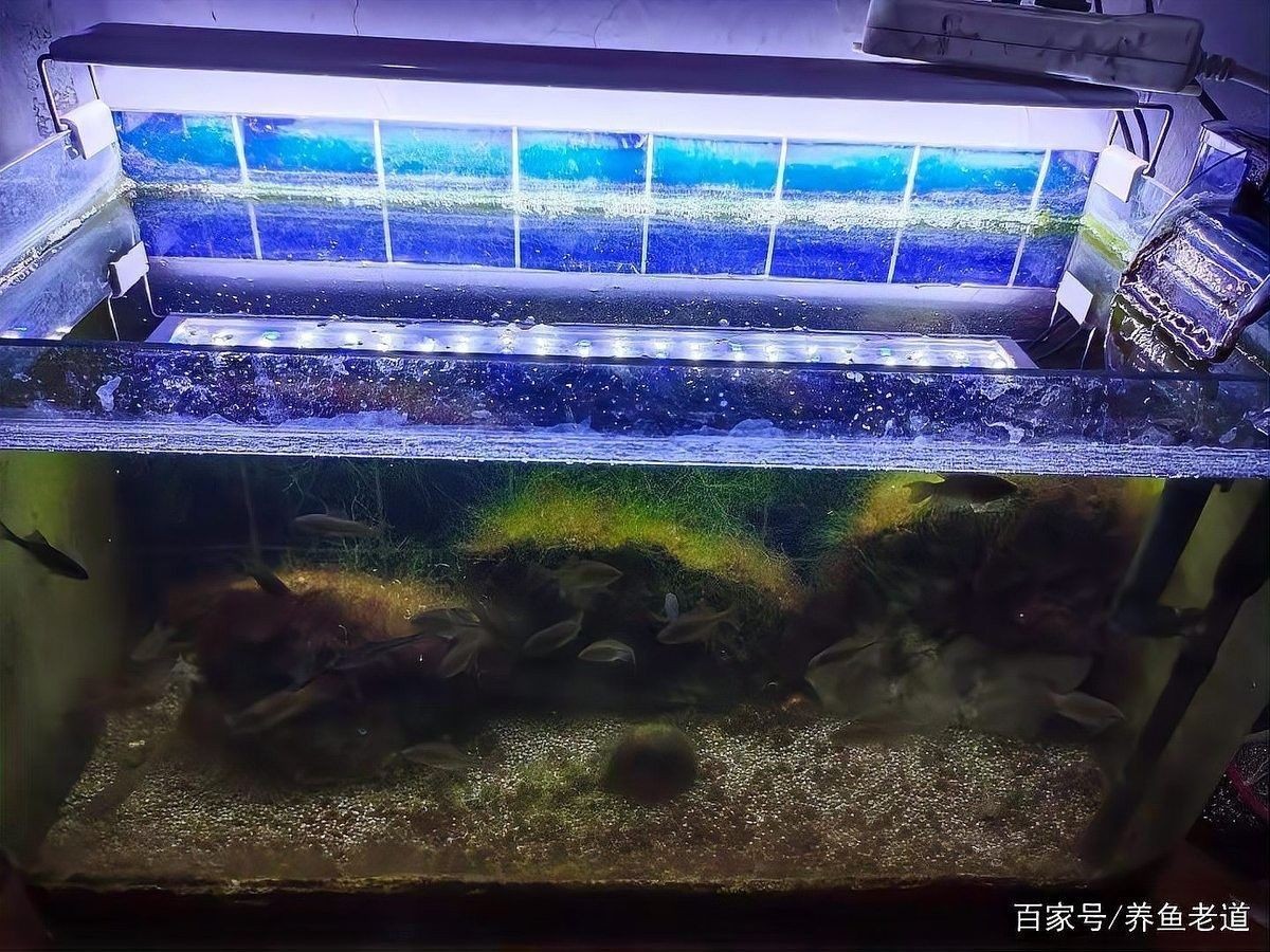 清洗龍魚缸過濾器后如何爆氧？（清洗龍魚缸過濾器后確保水質的清潔和氧氣供應是至關重要的）