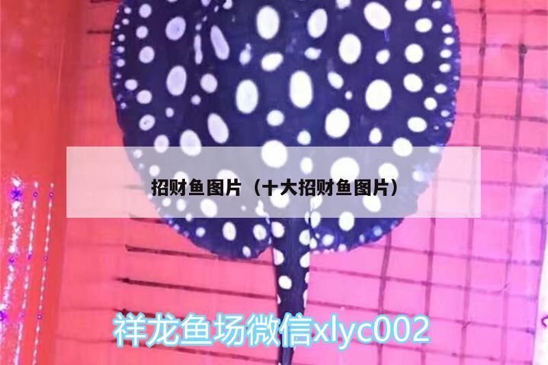 招財魚圖片（十大招財魚圖片）（招財魚是什么品種） 招財魚圖片（十大招財魚圖片）（招財魚是什么品種） 觀賞魚百科
