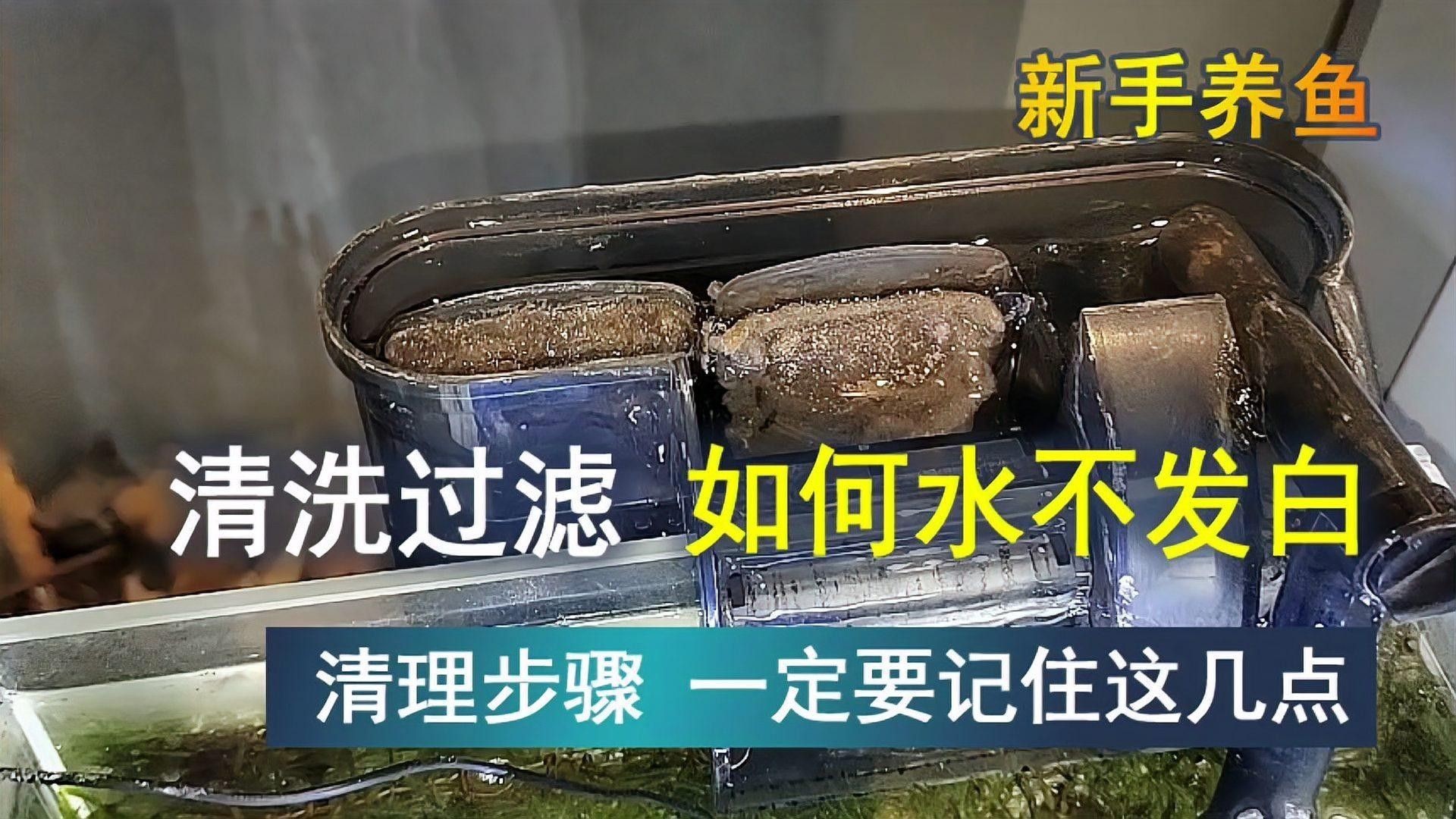 如何安裝和維護(hù)魚缸過(guò)濾器？（和維護(hù)魚缸過(guò)濾器是確保水質(zhì)清潔和魚類健康關(guān)鍵步驟）
