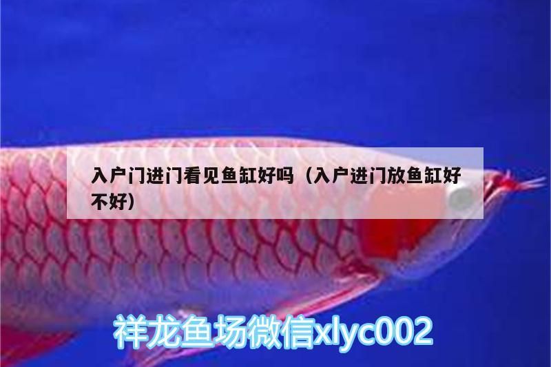 入戶門進門看見魚缸好嗎（入戶進門放魚缸好不好）（入戶門進門見魚缸好嗎，進門見魚缸好嗎，） 入戶門進門看見魚缸好嗎（入戶進門放魚缸好不好）（入戶門進門見魚缸好嗎，進門見魚缸好嗎，） 觀賞魚百科
