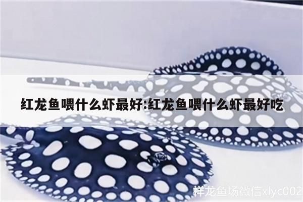 紅龍魚(yú)喂什么蝦最好:紅龍魚(yú)喂什么蝦最好吃