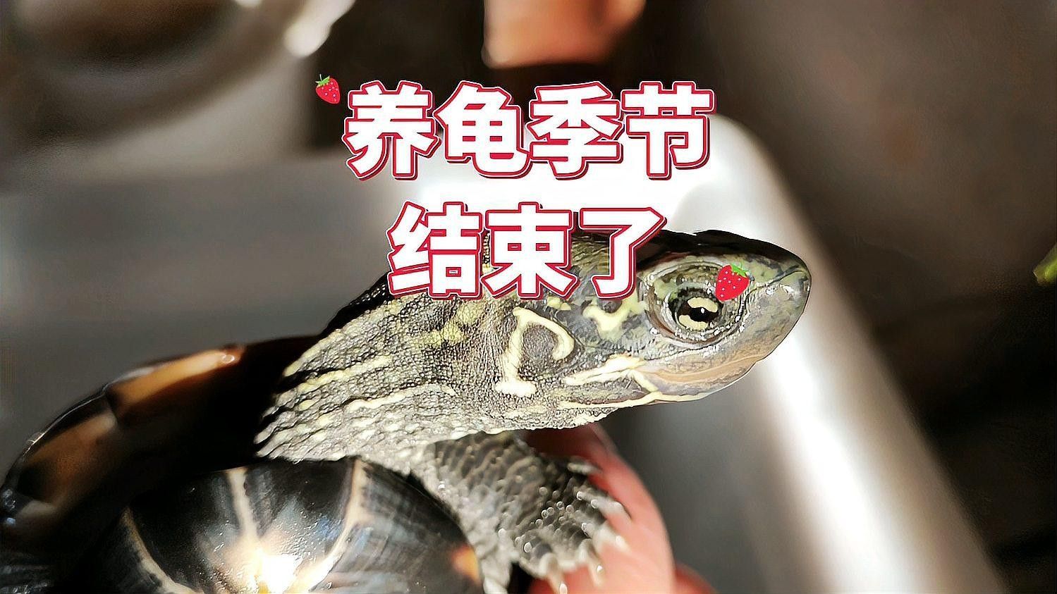 哪些寵物停食期間必須加溫？（寵物停食期間必須加溫的寵物包括：貓：由于貓的體溫調節能力較差）