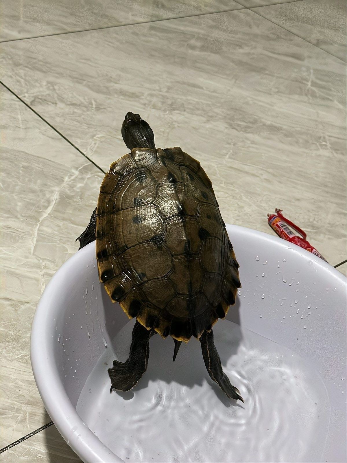 哪些寵物停食期間必須加溫？（寵物停食期間必須加溫的寵物包括：貓：由于貓的體溫調節能力較差）