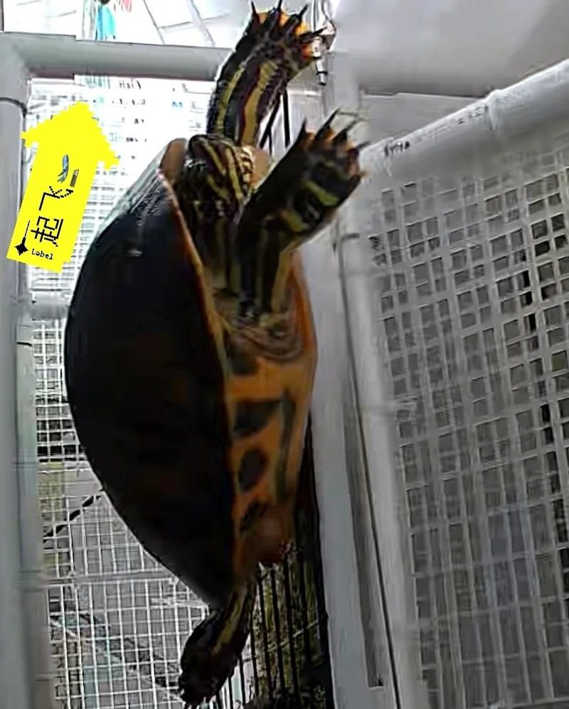 哪些寵物停食期間必須加溫？（寵物停食期間必須加溫的寵物包括：貓：由于貓的體溫調節能力較差）