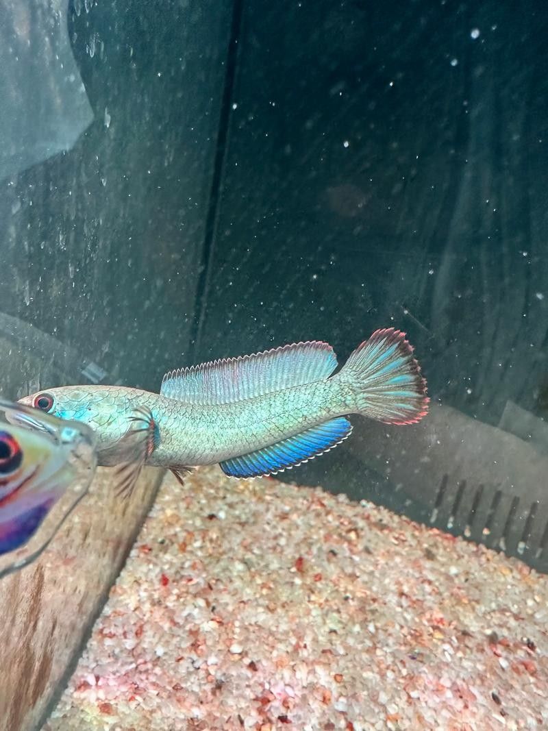 給我一些高清的酒紅雷龍魚圖片（如何在互聯網上找到高清的酒紅雷龍魚圖片）